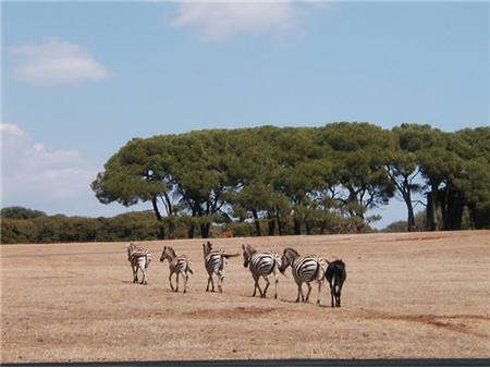 Brioni zebre v rezervatu