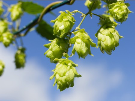 Aktivne počitnice na Štajerskem