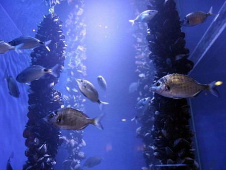 Piran aquarium