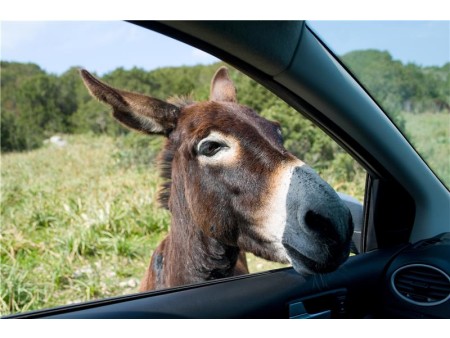 Pozdravljen osliček