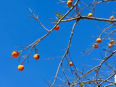 zlati sadeži na veji
