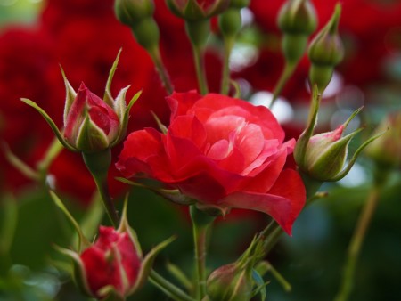 Počitnice Slovenija Izola - San Simon resort 3*