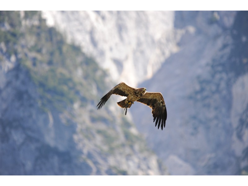 orelmountain_wildlife