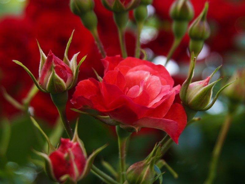 Počitnice Slovenija Izola - San Simon resort 3*