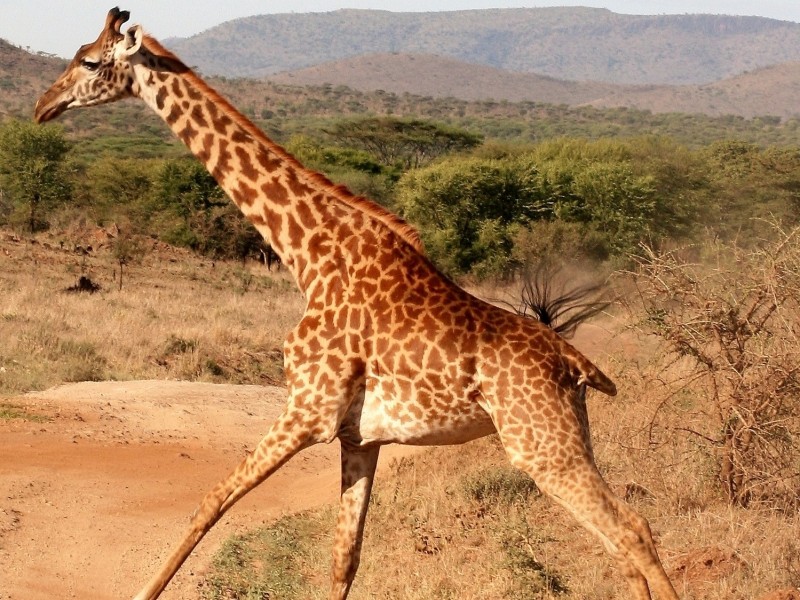 Žirafa na cesti pred našim terencem