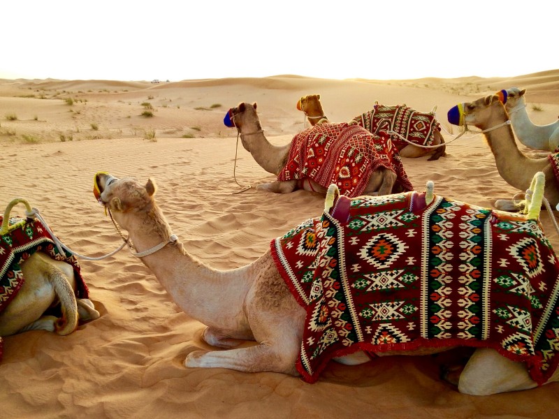 Pred avtomobili so imeli kamele
