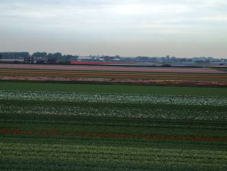 Koenkenhof, polja tulipanov