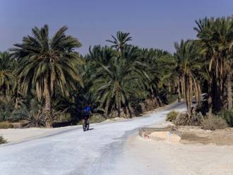 oaza, datelji, palme, avantura, kolo, Tunizija