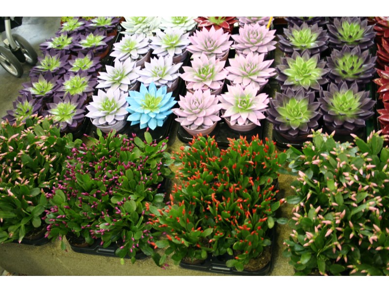 Pordenone cvetlični sejem nakup kvalitetnejših rastlin