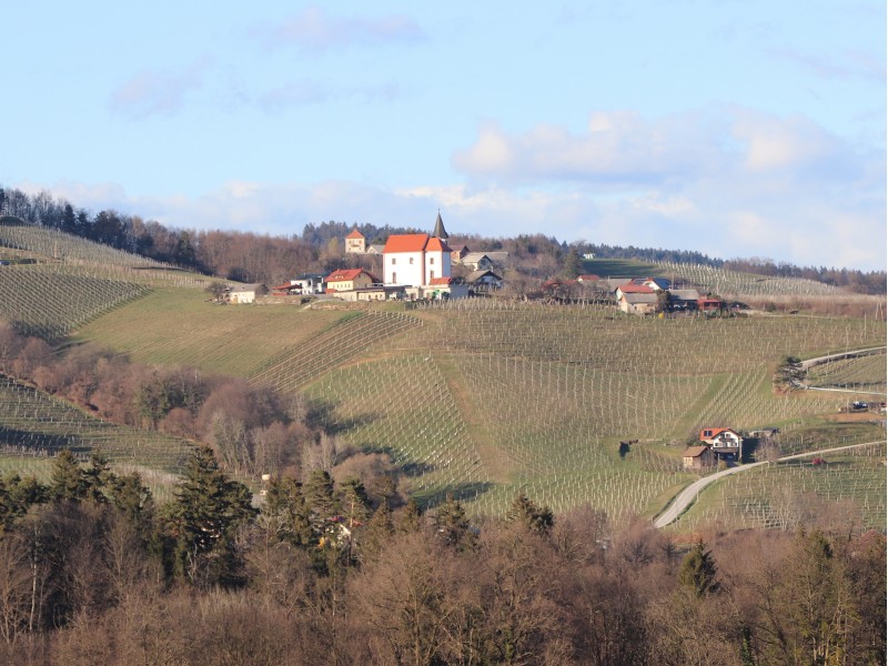 vinogradi okoli Slovenske Bistrice