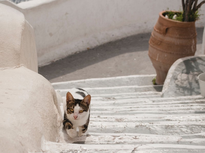 Santorini, dobra mačka
