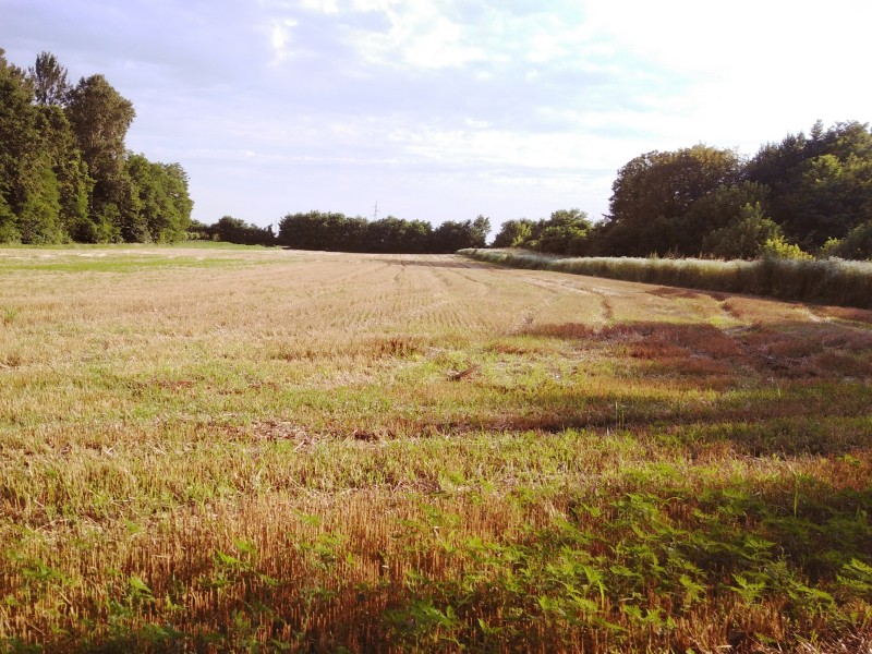 rodovitna polja