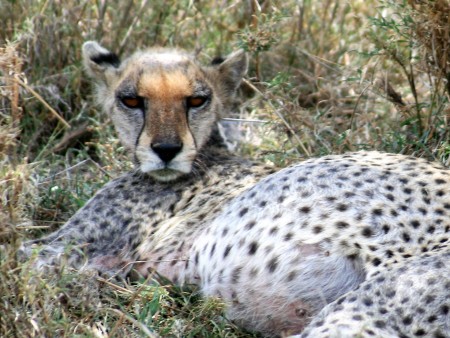 Samica geparda po lovu