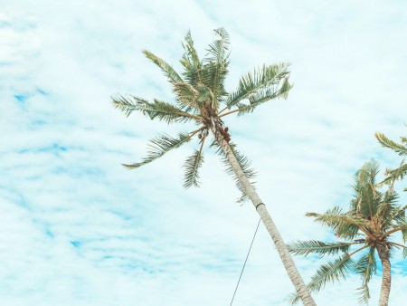 pod kokosovo palmo