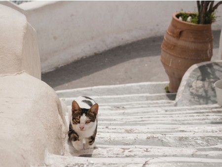 Santorini, dobra mačka
