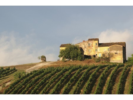 toskanska pokrajina z vinogradi