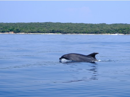 delfini so redni obiskovalci