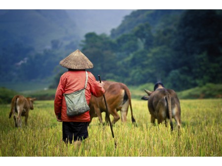  Silvestrovanje Vietnam in Kambodža