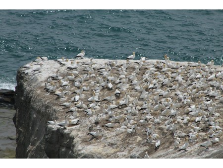 galebi