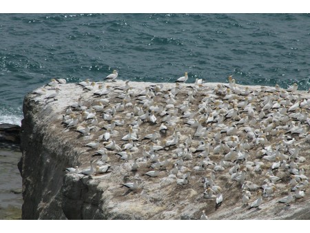 Izlet na Goli otok, Sveti Grgur, Galun in Krk