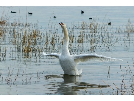 bogata favna in flora mokrišča Mali Balaton