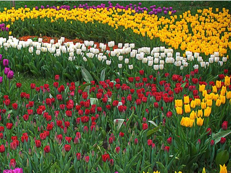 V Mozirskem gaju si ogledate tulipane