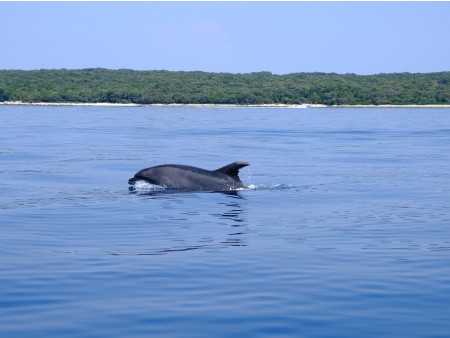 obisk delfina