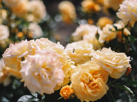 V Valdortri je obrtopedski bolnišnici odlična zbirka redkih vrtnic
