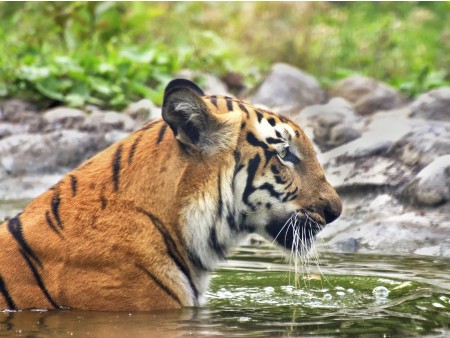 bengalski tiger