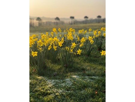 polje narcis