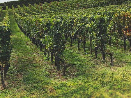 vinogradi lepšajo pokrajino