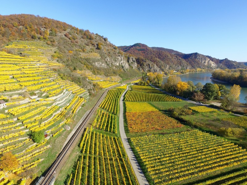 vinogradi v Wachau