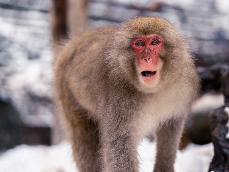 Makak oz. japonska zimska opica