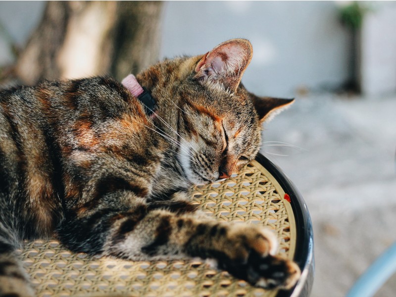 Boromejski otoki dobra mačka počiva