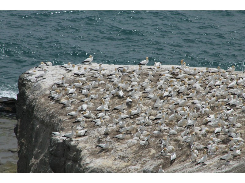 galebi