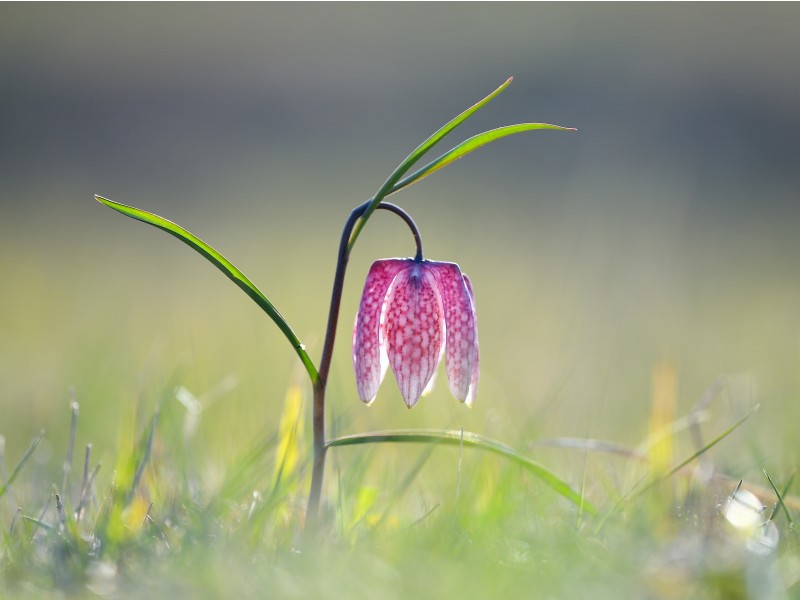 Endangered Wild Chess Flower