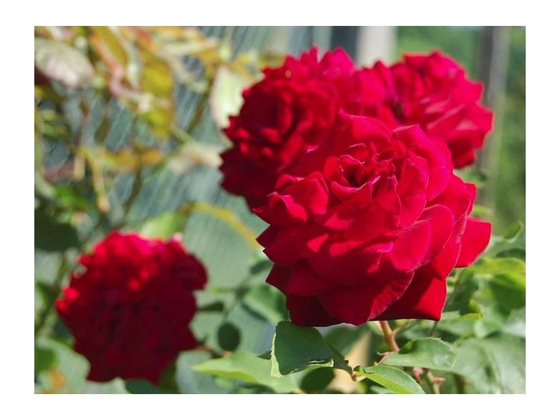 Slika vrtnice iz vrtnarije
