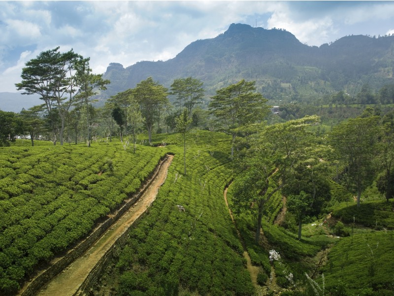 plantaže čaja na Šrilanki