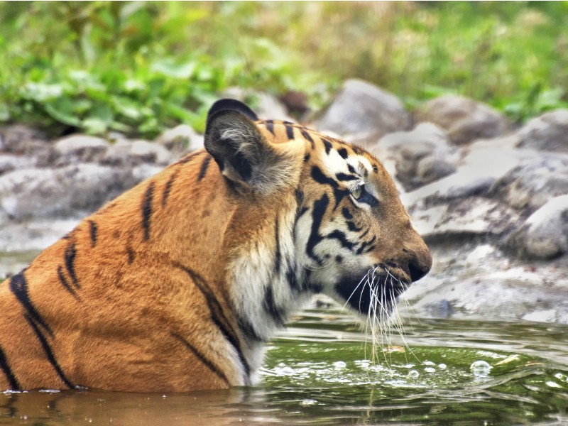 bengalski tiger